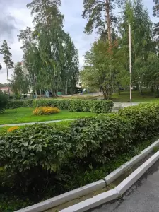 Фотография Ласточка 1